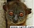 _big_Eyes_'s Profile