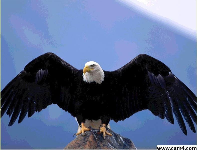 aquila69w's Profile